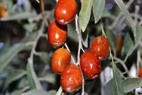 درمان کبد چرب، پیشگیری از پوکی استخوان، جوان سازی پوست با این دانه ارزان