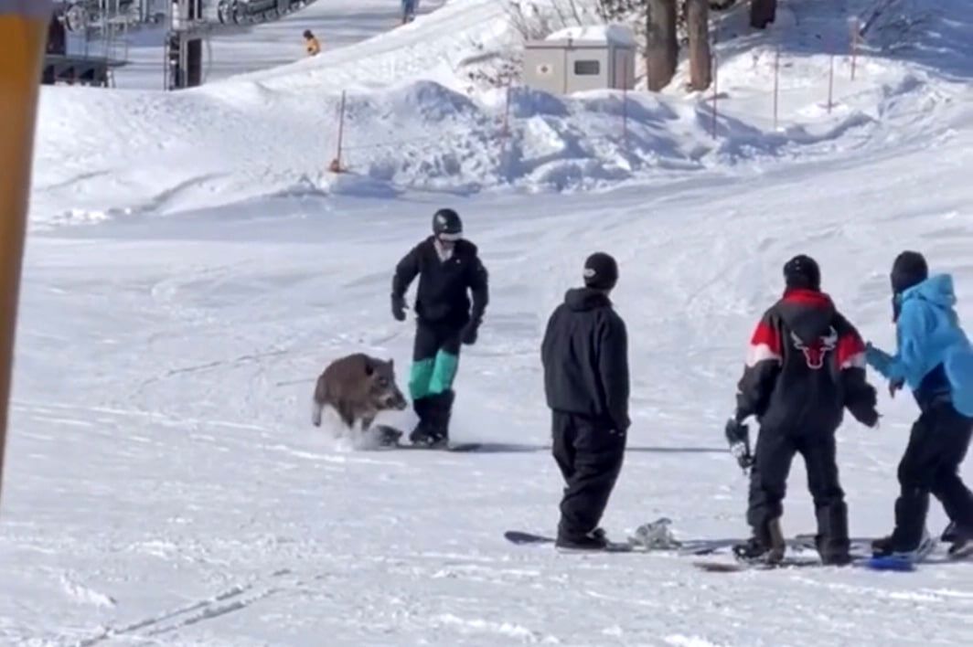 (ویدئو) حمله هولناک گراز وحشی به چند اسنوبوردسوار در  پیست اسکی
