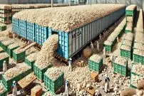 (ویدئو) قارچ چگونه تولید، برداشت و بسته بندی می شود؟ 