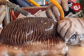 ببینید؛ غذای خیابانی در ژاپن؛ برش ماهرانه ماهی مرکب و تهیه ساشیمی در اوکیناوا