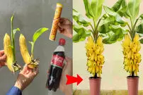 (ویدئو) ترفندهایی برای کاشت موز در منزل با کمک نوشابه