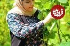 ببینید| غذای روستایی در ایران؛ تهیه آب دوغ خیار با سبزیجات تازه