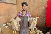 (ویدئو) سرعت خیره کننده این استاد پاکستانی در برش زدن مرغ