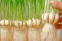(ویدئو) چطور سیر را در بطری‌های پلاستیکی پرورش دهیم؟