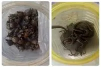 کشف لاک‌ پشتهای خزری و مارهای آبی در تهران/ تشکیل پرونده قضایی برای سودجویان حیات‌ وحش