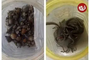 کشف لاک‌ پشتهای خزری و مارهای آبی در تهران/ تشکیل پرونده قضایی برای سودجویان حیات‌ وحش