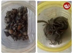 کشف لاک‌ پشتهای خزری و مارهای آبی در تهران/ تشکیل پرونده قضایی برای سودجویان حیات‌ وحش