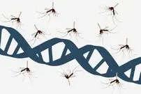 پارک ژوراسیک درست می‌گفت: پشه‌ها واقعاً کتابخانه‌ای از دی‌ان‌ای جانوران را حمل می‌کنند