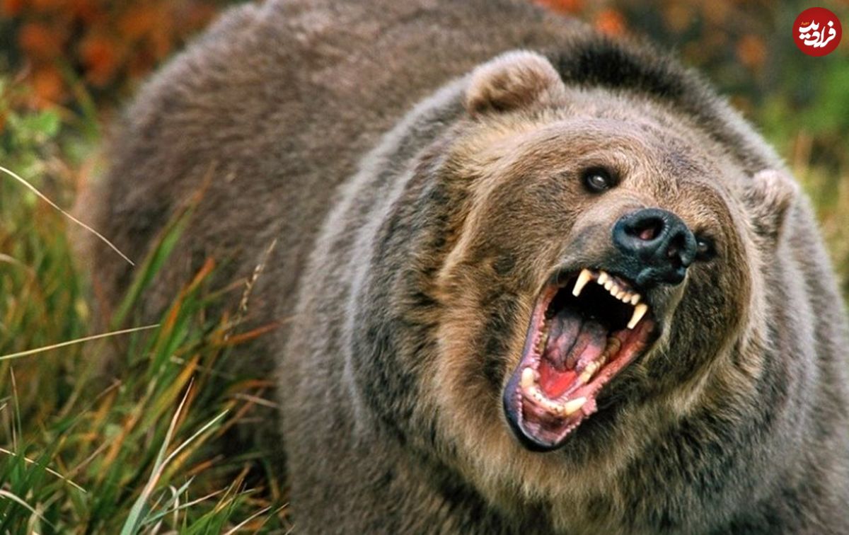 (ویدئو) لحظه هالیوودی حمله یک خرس به پنج نفر روی پشت بام!