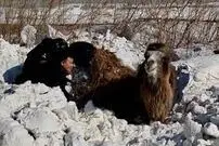 (ویدئو) عملیات نجات یک شتر مدفون در برف سنگین 