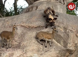 (ویدئو) تلاش عجیب سگ های وحشی آفریقایی برای شکار بزکوهی روی صخره
