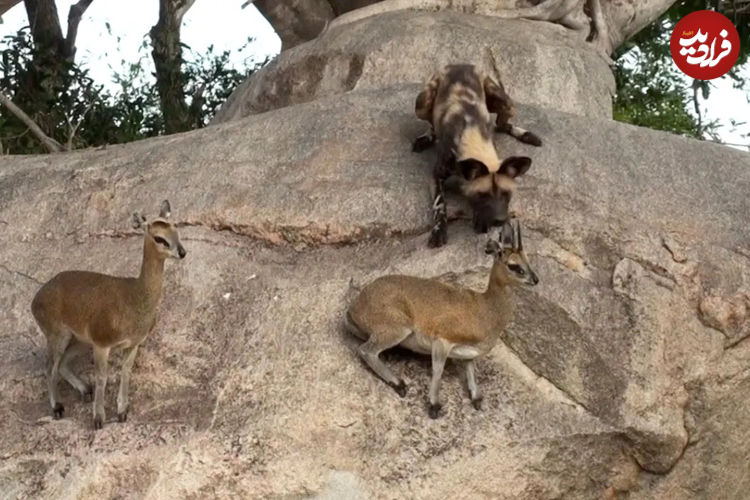 (ویدئو) تلاش عجیب سگ های وحشی آفریقایی برای شکار بزکوهی روی صخره