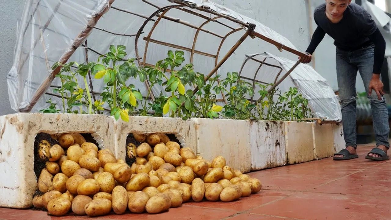 (ویدئو) چگونه 2 کیلو سیب زمینی را در یونولیت پرورش دهیم و 25 کیلو برداشت کنیم؟