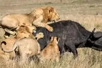 (ویدئو) حمله ناجوانمردانه گله شیرها به گاو مادر و گوساله تازه متولد شده