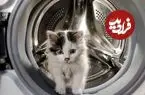 ببینید| نجات معجزه‌آسای گربه از داخل ماشین لباسشویی