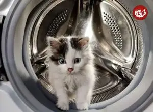 ببینید| نجات معجزه‌آسای گربه از داخل ماشین لباسشویی