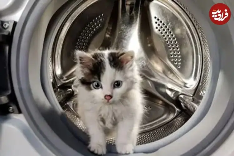 ببینید| نجات معجزه‌آسای گربه از داخل ماشین لباسشویی