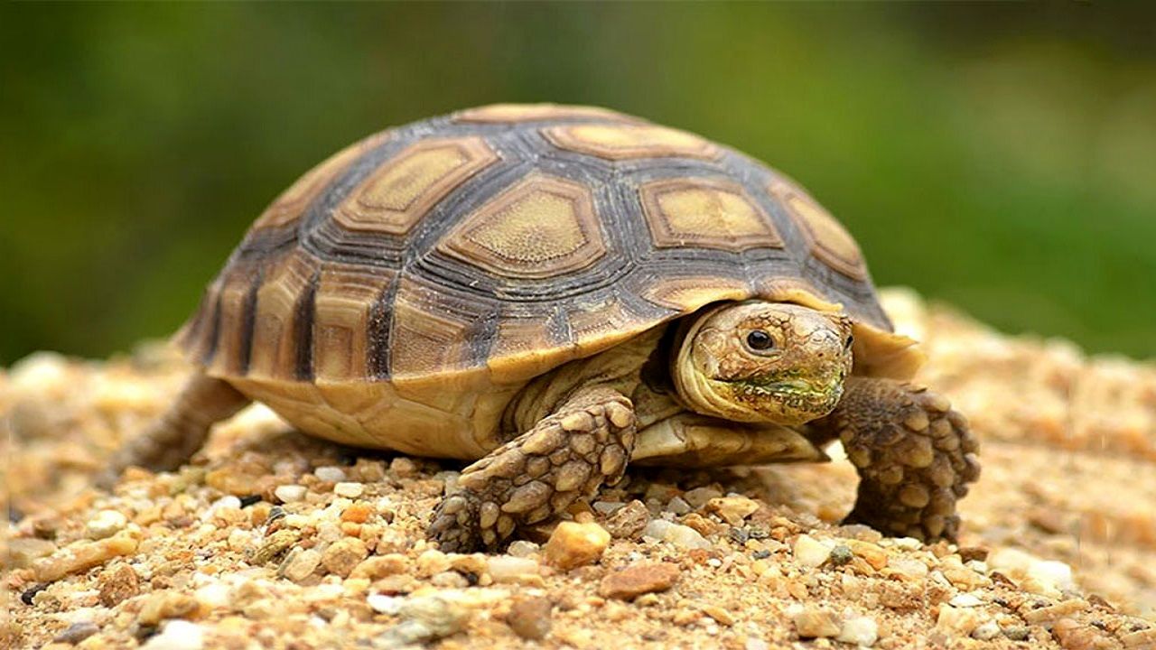 ۱۲۷میلیون سال پیش، لاک‌پشت‌ها این شکلی بوده‌اند!