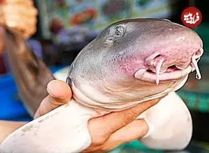 ببینید| غذای خیابانی در ویتنام؛ پخت خوراک، سوپ و کباب با کوسه بامبو در هانوی