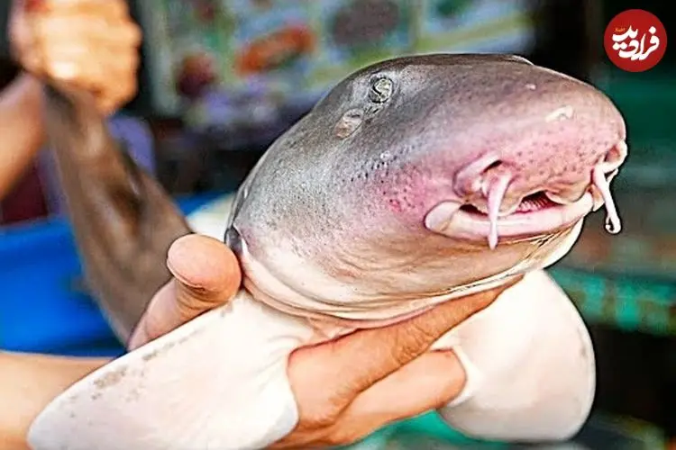 ببینید| غذای خیابانی در ویتنام؛ پخت خوراک، سوپ و کباب با کوسه بامبو در هانوی