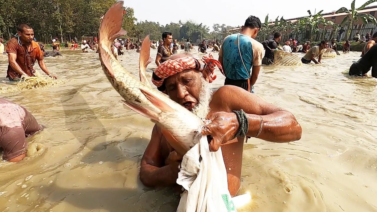 (ویدئو) جشنواره ماهیگیری سنتی در بنگال؛ صید ماهی رودخانه ای توسط هزار ماهیگیر