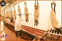 (ویدئو) چگونه میلیون ها گوسفند صادر و گوشت شان در کارخانه پردازش می شوند؟