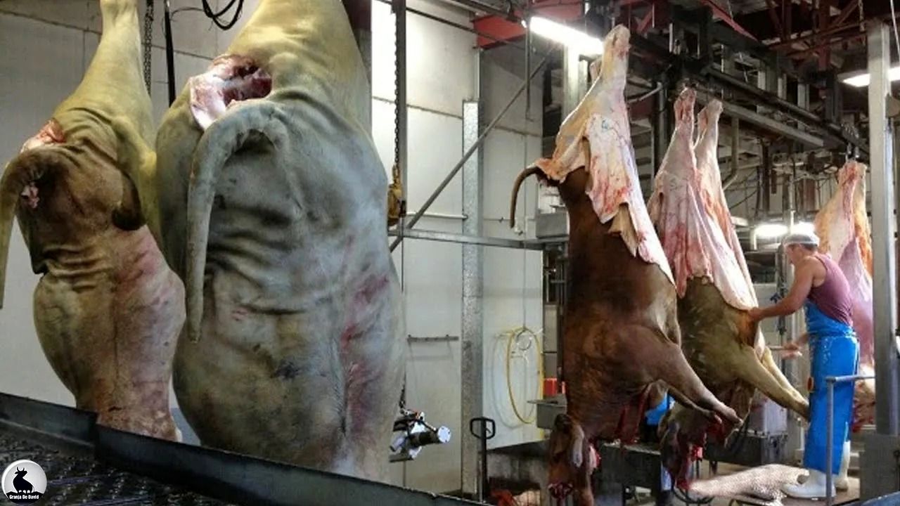 (ویدئو) گوشت گاومیش های غول پیکر چگونه در کارخانه برش و بسته بندی می شود؟