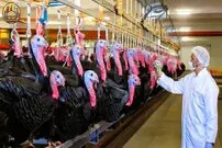 (ویدئو) مراحل پرورش و فرآوری میلیون ها بوقلمون در آمریکا