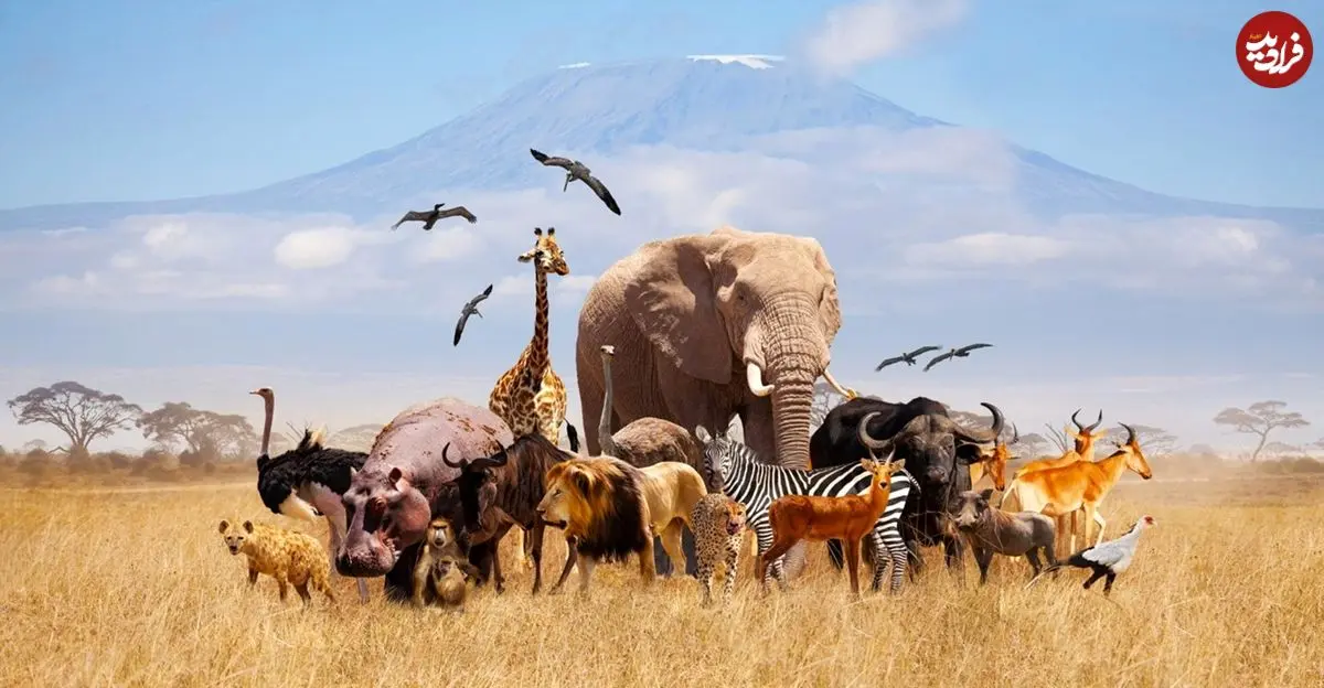 آیا همۀ حیوانات قابلیت «اهلی شدن» را دارند؟