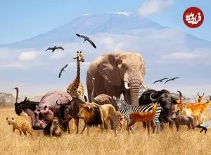 آیا همۀ حیوانات قابلیت «اهلی شدن» را دارند؟