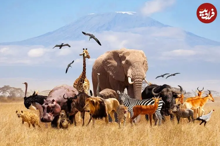 آیا همۀ حیوانات قابلیت «اهلی شدن» را دارند؟