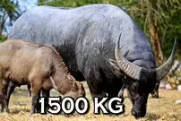 (ویدئو) این بوفالو با وزن 1500 کیلوگرم سنگین ترین بوفالوی آسیا شناخته شد!