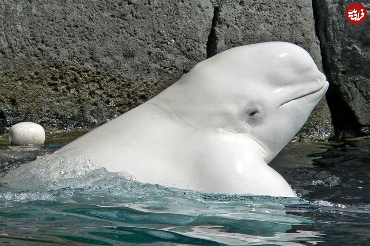(ویدئو) توپ بازی بامزه و عجیب یک نهنگ سفید با چند طبیعت گرد در دریا!