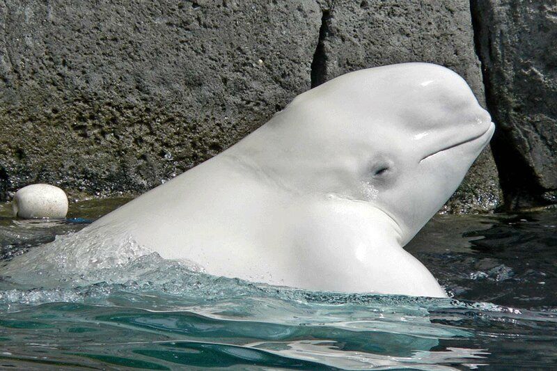 (ویدئو) توپ بازی بامزه و عجیب یک نهنگ سفید با چند طبیعت گرد در دریا!