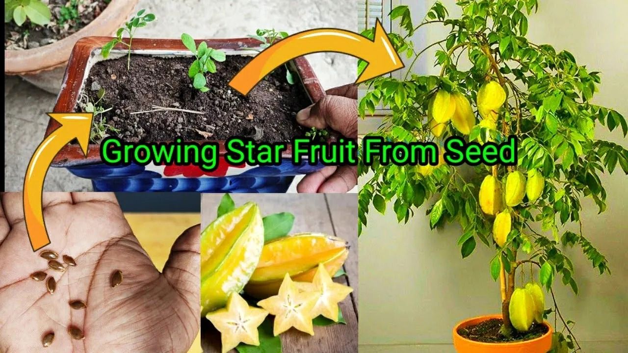 (ویدئو) نحوه کاشت میوه ستاره‌ای از طریق دانه در گلدان و برداشت آن در خانه