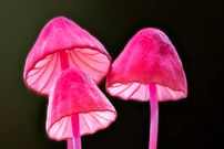 عکس‌هایی که جهان شگفت‌انگیز «قارچ‌ها» را به تصویر می‌کشند