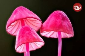 عکس‌هایی که جهان شگفت‌انگیز «قارچ‌ها» را به تصویر می‌کشند