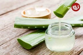 چطور آلوئه‌ورا را در یخچال مثل روز اول تازه نگه داریم؟