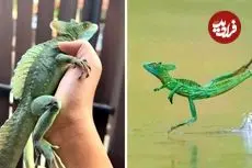 ببینید| باسیلِسک سبز؛ مارمولکی که روی آب راه می رود!