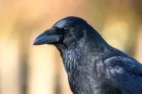 (ویدئو) هوش باورنکردنی این کلاغ در نوشیدن آب از بطری