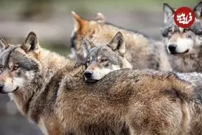 ببینید| تصاویر ترسناک گرگ‌های گرسنه در این منطقه؛ مردم مراقب باشند