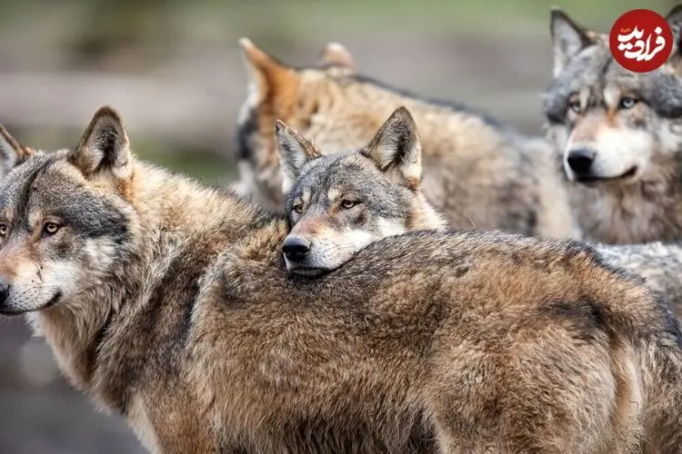 ببینید| تصاویر ترسناک گرگ‌های گرسنه در این منطقه؛ مردم مراقب باشند