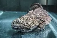 ویدئویی باورنکردنی از سمندر غول پیکر ژاپنی