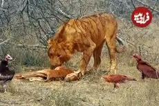 ببینید| درگیری عقاب، دو شیر نر و کرکس ها بر سر لاشه ایمپالا