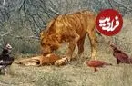 ببینید| درگیری عقاب، دو شیر نر و کرکس ها بر سر لاشه ایمپالا