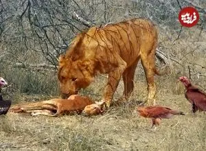 ببینید| درگیری عقاب، دو شیر نر و کرکس ها بر سر لاشه ایمپالا