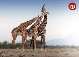 10 شاهکار عکاسی که زندگی «زرافه‌ها» را به تصویر کشیده‌اند