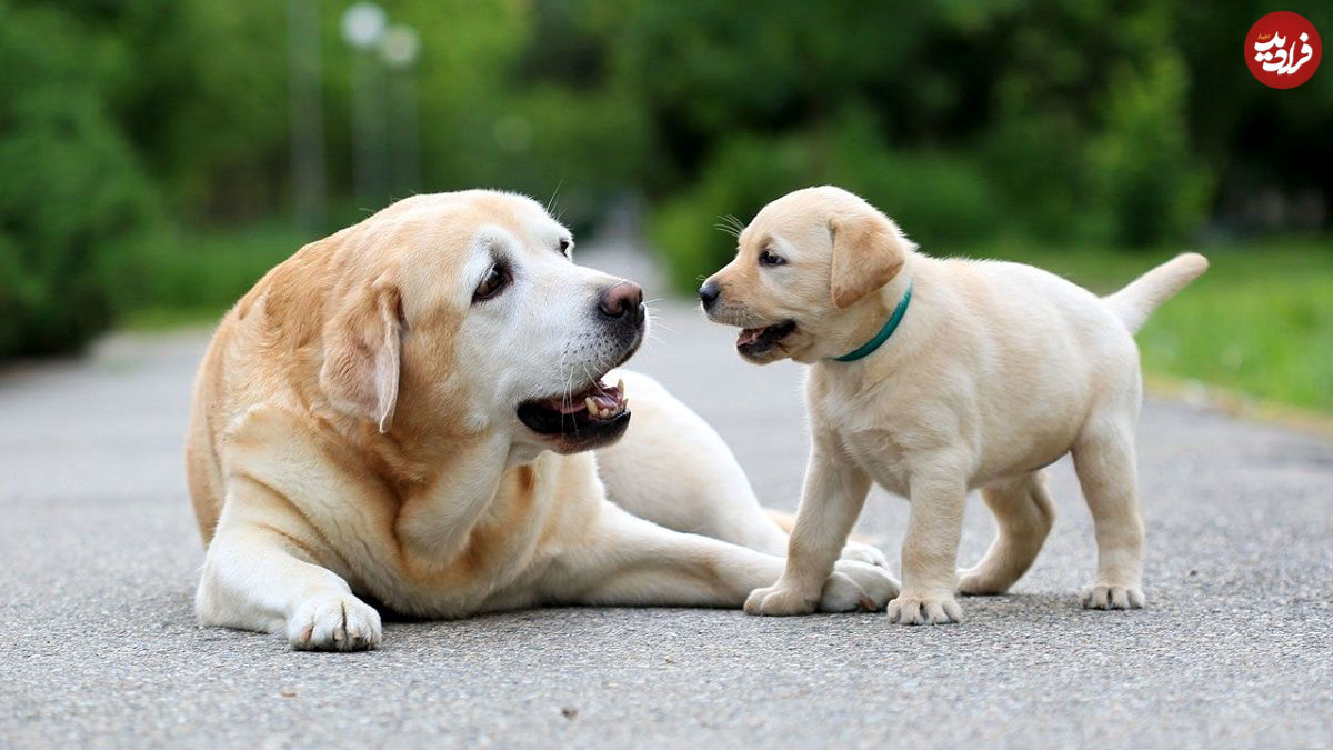 بعد از سگ، بویایی کدام حیوان قوی‌تر است؟