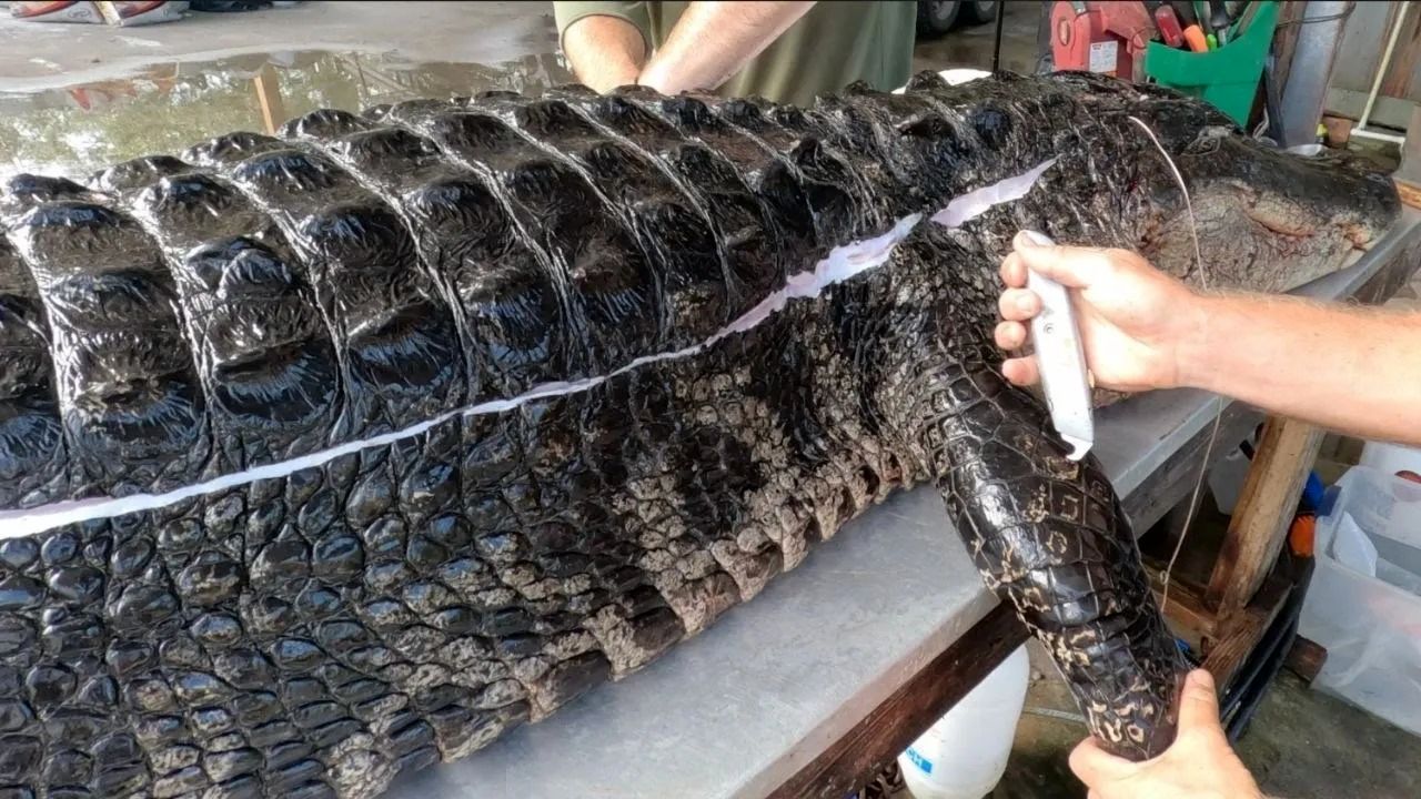 (ویدئو) برش زدن پوست و گوشت یک تمساح غول پیکر 900 کیلوگرمی به طول 5.5 متر