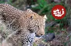 ببینید| شکوه پلنگ ایرانی را در زیباترین ساعت روز ببینید